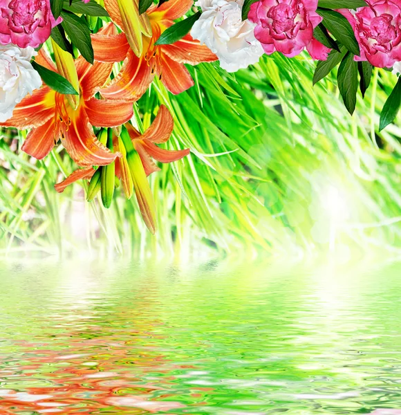 Letní krajina květiny lilie — Stock fotografie
