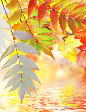 herfst gebladerte. Gouden herfst.