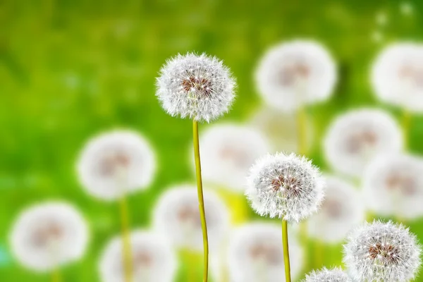 野生の花タンポポ。春の花 — ストック写真