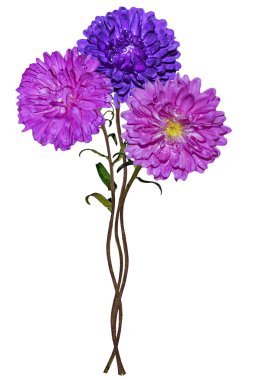 aster beyaz arkaplanda izole edildi