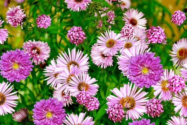 Autumn flowers asters. Landscape. — Stock Photo, Image