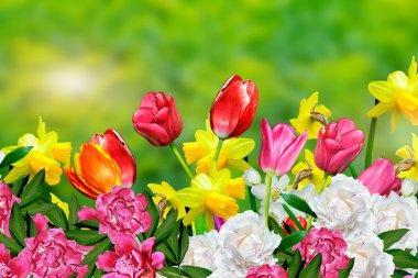 Bahar çiçekleri nergisler ve laleler