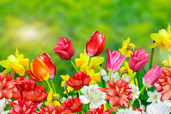 Весенние цветы нарциссы и тюльпаны — стоковое фото