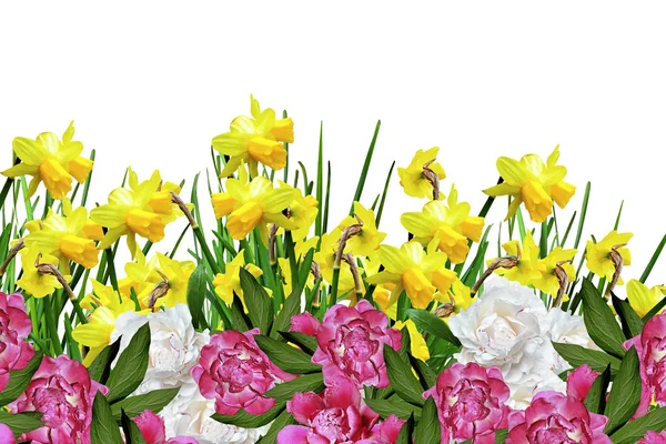 Το daffodils κίτρινα λουλούδια — Φωτογραφία Αρχείου