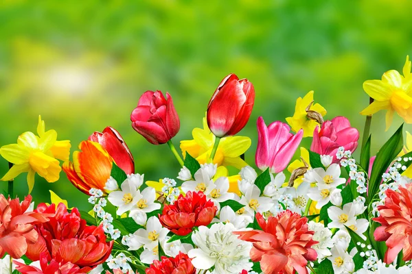 Bahar çiçekleri nergisler ve laleler — Stok fotoğraf