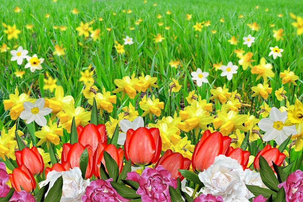 Summer landscape. flowers daffodils. tulips — Stock Photo