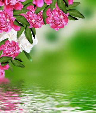 Bahar. Leylak dalı. Peonies