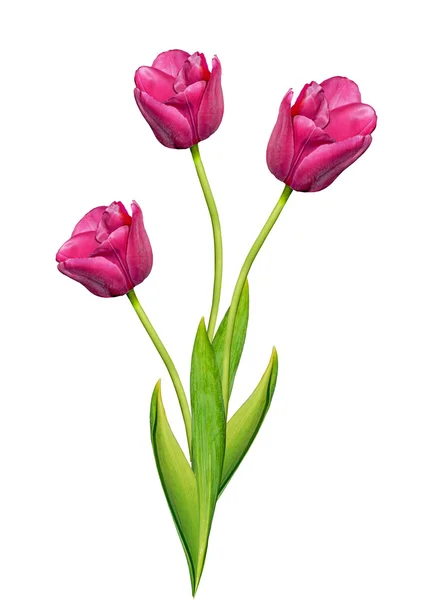 Tulips flowers isolated on white background — Stock Photo, Image
