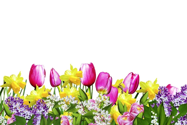Pink and yellow flowers tulips and daffodils — Stock Photo, Image