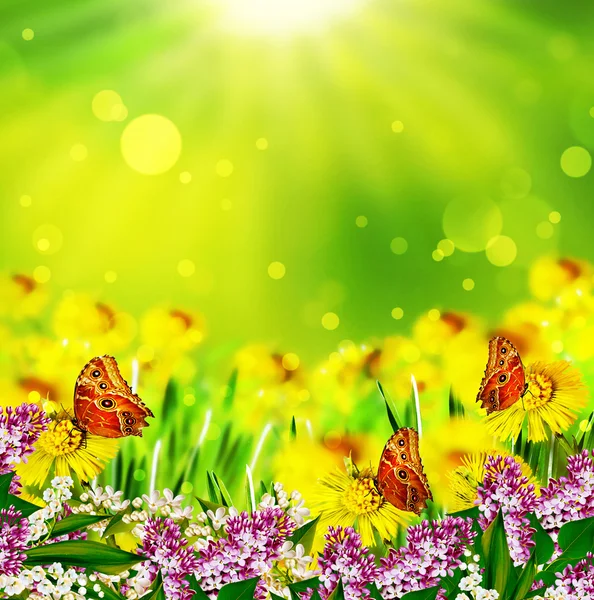 Summer. Flowers and butterflies — Stock Photo, Image