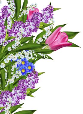 bahar çiçekleri beyaz arkaplanda izole laleler