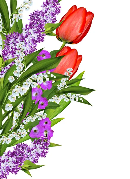 Lente bloemen tulpen geïsoleerd op witte achtergrond — Stockfoto