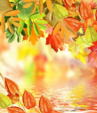 herfst gebladerte. Gouden herfst.