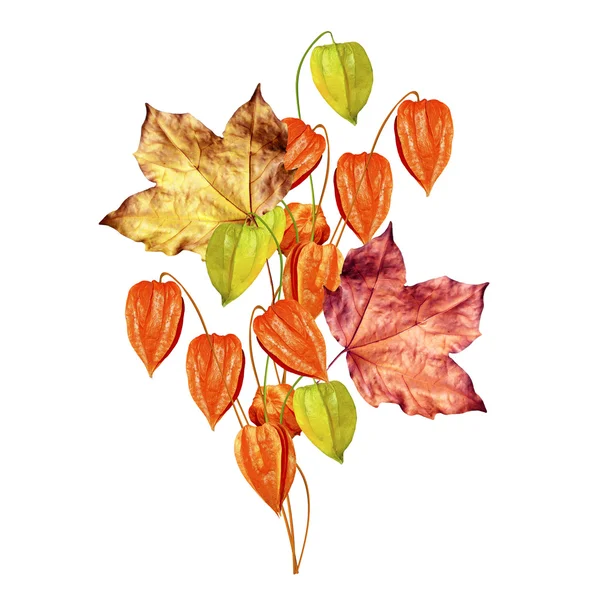 Autumn leaves isolated on white background — Stock Photo, Image