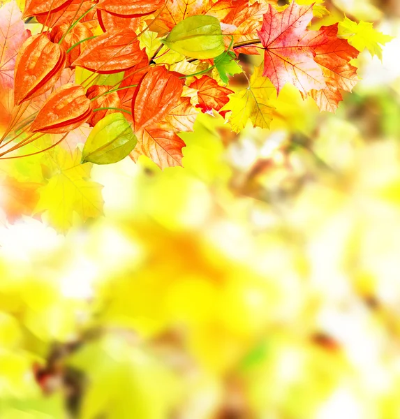 Herbstlaub. Herbstzeit. Goldener Herbst. — Stockfoto