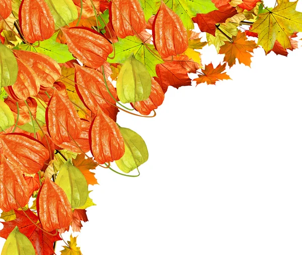 Autumn leaves isolated on white background — Stock Photo, Image