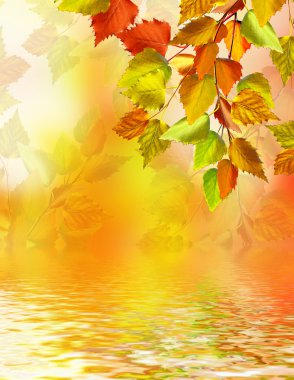 herfst gebladerte. Gouden herfst.
