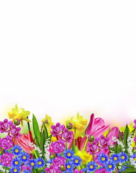 Tulips.narcissus rosa y amarillo —  Fotos de Stock