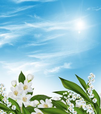 arka plan bulut ile mavi gökyüzü üzerinde Yasemin çiçek şube