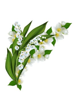 Yasemin çiçekleri beyaz zemin üzerine izole Şubesi재 스민 꽃 흰색 배경에 고립의 지점