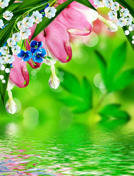 Pink bleeding heart flower — Stock Photo, Image