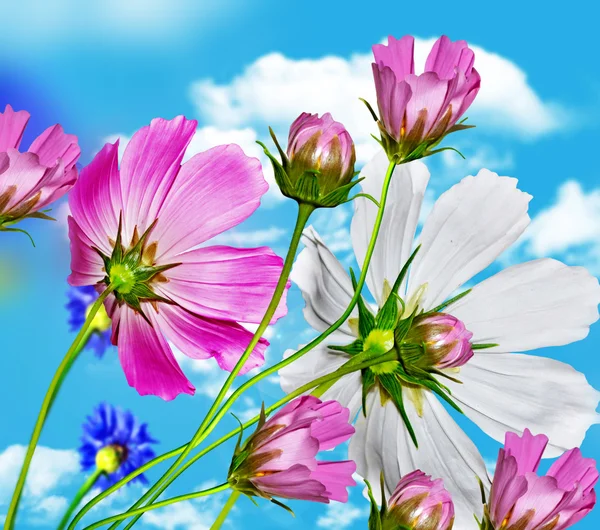 Cosmos flores y acianos sobre un fondo de cielo azul con —  Fotos de Stock