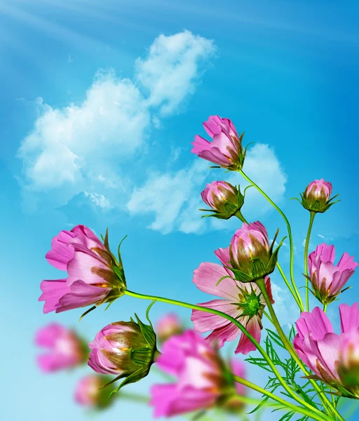 Cosmos flores em um fundo de céu azul com nuvens — Fotografia de Stock