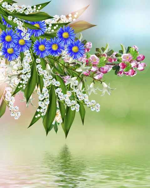 Flowering branch of plum — Stock Photo, Image