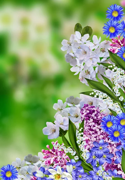 Blühender Apfelbaum — Stockfoto