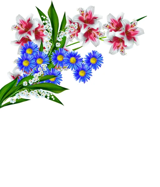 Lilienblüten isoliert auf weißem Hintergrund — Stockfoto