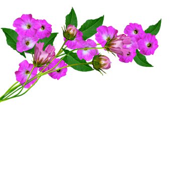 Petunya çiçekleri beyaz arkaplanda izole edilmiş