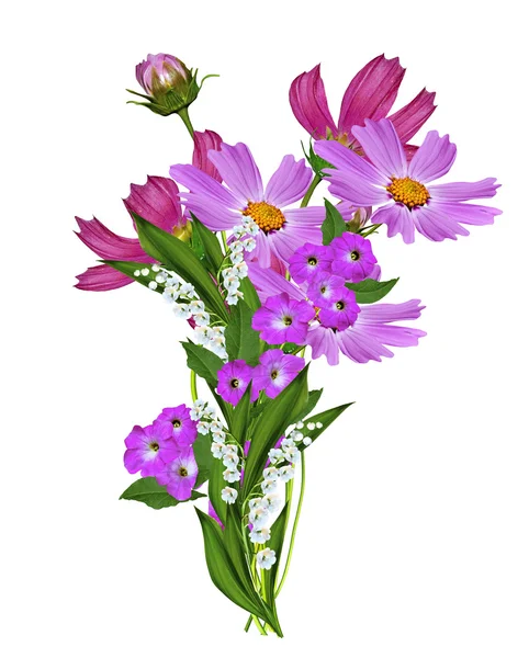Kozmosz virágok elszigetelt fehér háttér — Stock Fotó