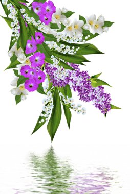 bahar çiçekleri beyaz arkaplanda yalıtılmış leylak