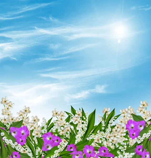 Pobočka třešňových květů proti modré obloze mraky — Stock fotografie