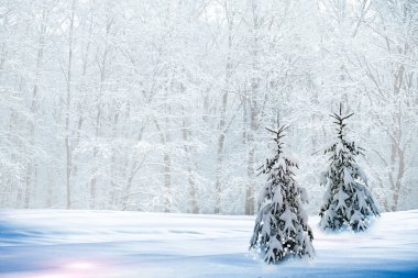 kış orman. Kış manzarası.