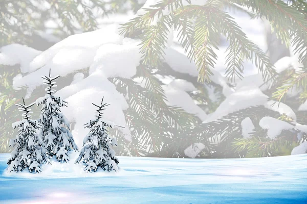 冬の森。冬の風景. — ストック写真