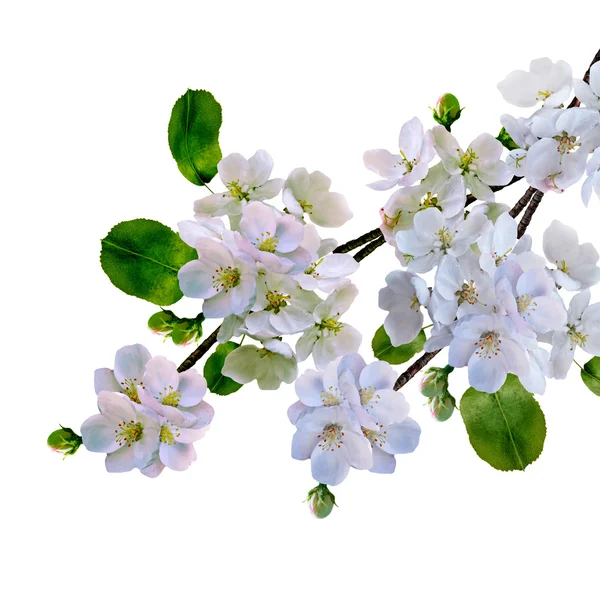 Branche de fleurs de pomme blanche isolée sur fond blanc — Photo