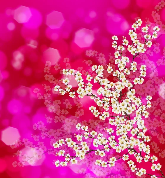 Ramo florido de damasco — Fotografia de Stock
