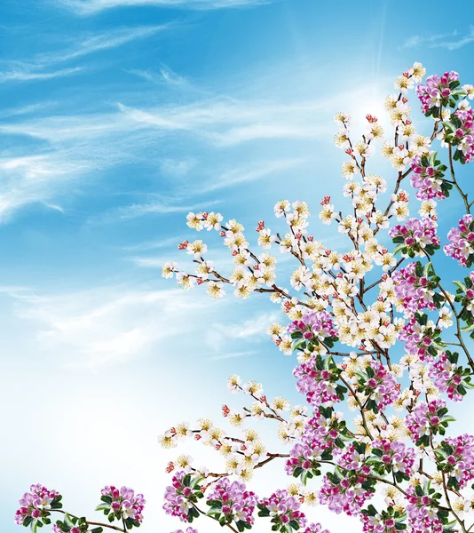 Flowering branch of apricot — Stock Photo, Image