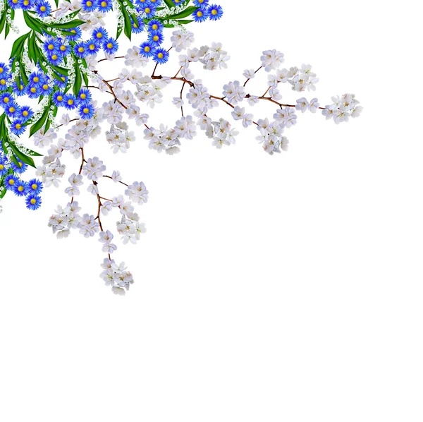 Maçã branca flores ramo isolado no fundo branco — Fotografia de Stock