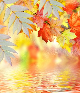 herfst gebladerte. Gouden herfst.