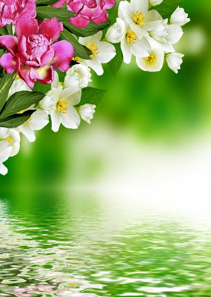 Spring landscape with delicate jasmine flowers — Stock Photo, Image