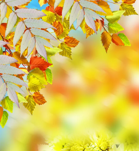 Őszi lombozat. Őszi időben. Arany ősz. — Stock Fotó