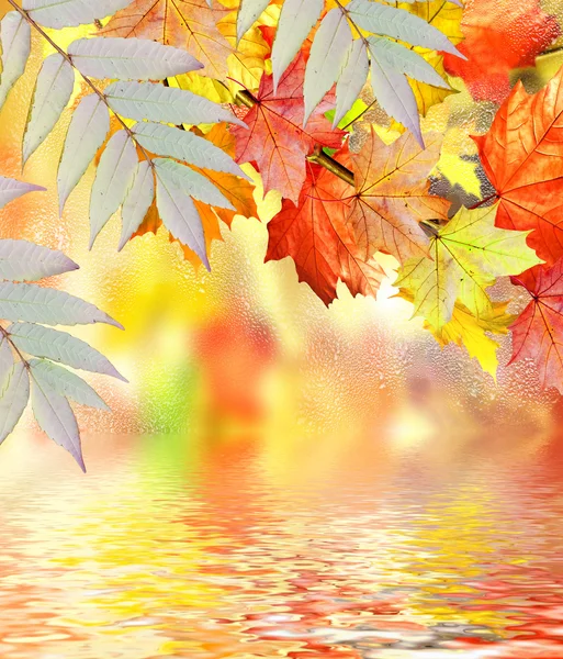 Fogliame autunnale. Autunno d'oro . — Foto Stock