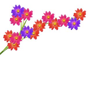 Yıldız çiçeği beyaz arkaplanda izole edilmiş