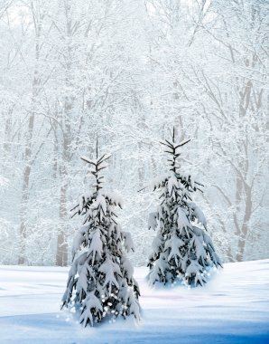 kış orman. Kış manzarası.
