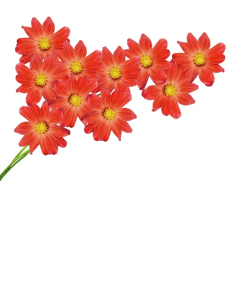 Dahlia květiny izolované na bílém pozadí — Stock fotografie