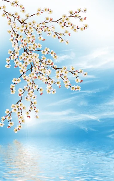 Ramo fiorito di albicocca — Foto Stock