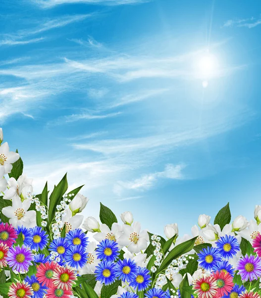 雲と青空を背景にジャスミンの花の枝 — ストック写真