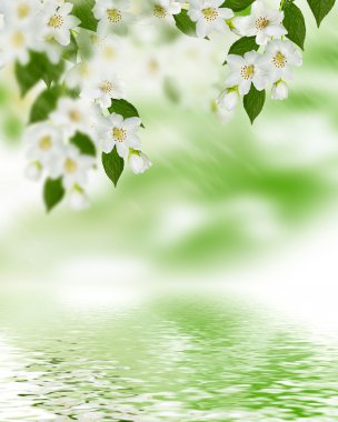 Bahar yatay, hassas Yasemin çiçekleri